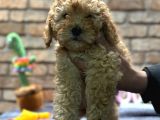 Toy Poodle Erkek