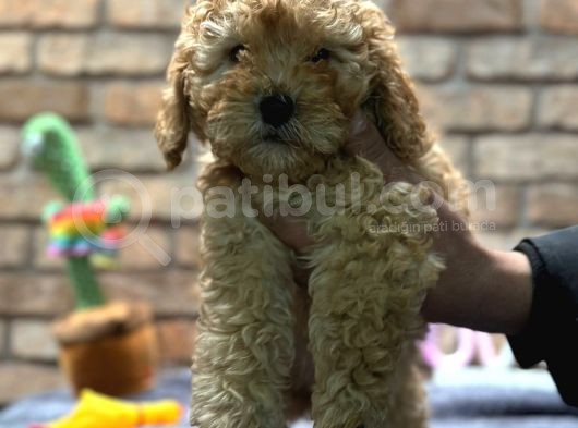 Toy Poodle Erkek görsel
