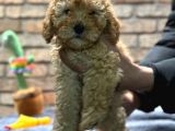 Toy Poodle Erkek