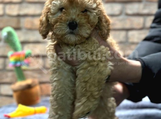 Toy Poodle Erkek görsel