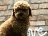 Toy Poodle Erkek