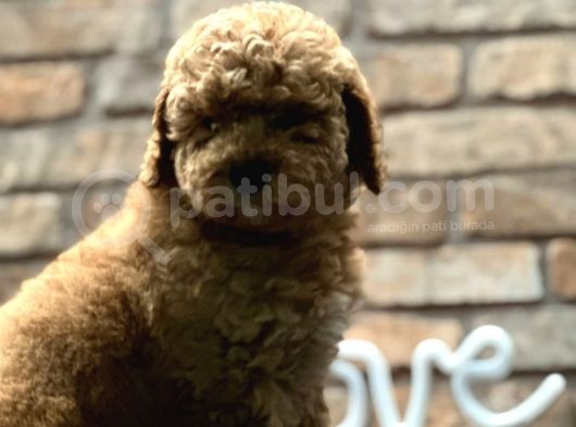 Toy Poodle Erkek görsel