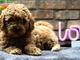 Toy Poodle Erkek