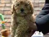 Toy Poodle Erkek