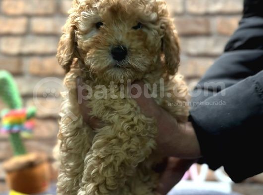 Toy Poodle Erkek görsel