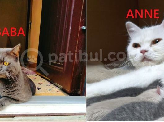 Aci̇l 9 Aylık British Tiger Dişi Tüm Aşıları Eksiksiz- görsel