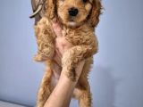 SHOW COCKAPOO BEBEKLER