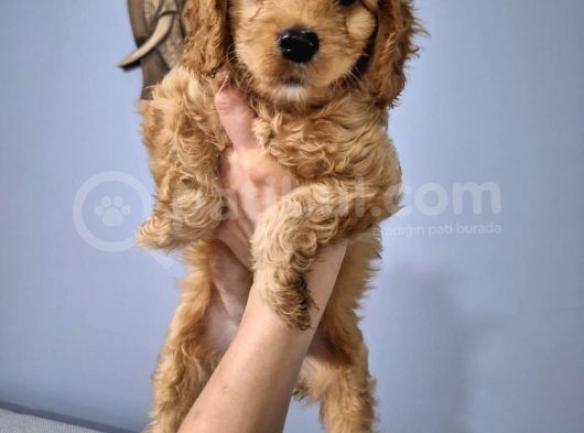 Show Cockapoo Bebekler