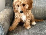 Orjinal Cavapoo Yavruları