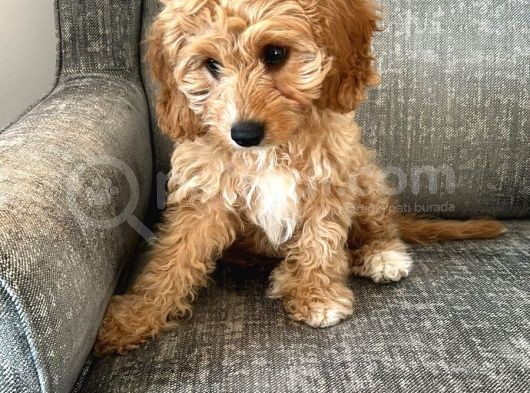 Orjinal Cavapoo Yavruları görsel