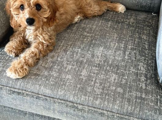 Orjinal Cavapoo Yavruları