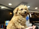Mini toy poodle erkek