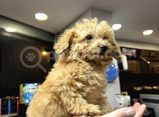 Mini Toy Poodle Erkek