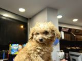 Mini Toy Poodle Erkek