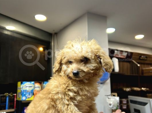 Mini Toy Poodle Erkek görsel