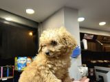 Mini Toy Poodle Erkek