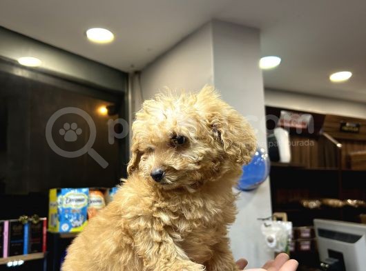 Mini Toy Poodle Erkek görsel