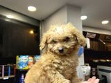 Mini Toy Poodle Erkek