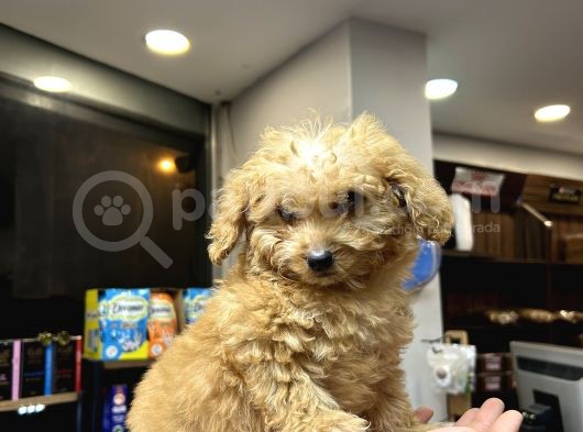 Mini Toy Poodle Erkek görsel