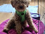 Ekrek Maltipoo ücreti 5000 tl 