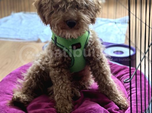 Ekrek Maltipoo Ücreti 5000 Tl 