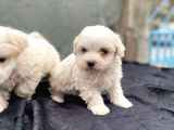 Ev Doğumu Maltese Bebegimiz