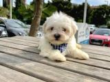 Ev Doğumu Maltese Bebegimiz