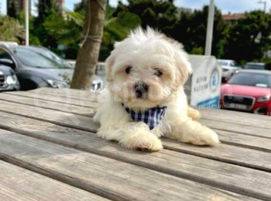 Ev Doğumu Maltese Bebegimiz görsel
