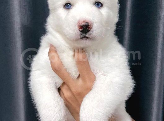 Kar Beyaz Husky Yavrular