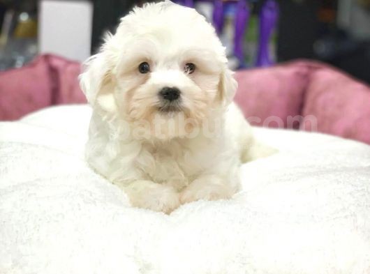 Tam Orji̇nal Maltese Terri̇er Bebekler