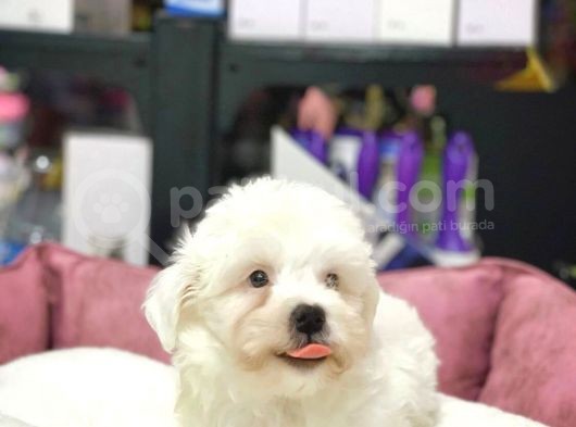 Tam Orji̇nal Maltese Terri̇er Bebekler görsel