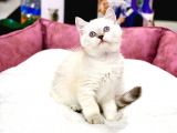 Yüksek Kali̇te Bri̇ti̇sh Shorthai̇r Blue Poi̇nt Mavi̇ Gözlü