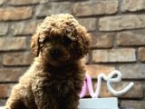 Toy poodle erkek