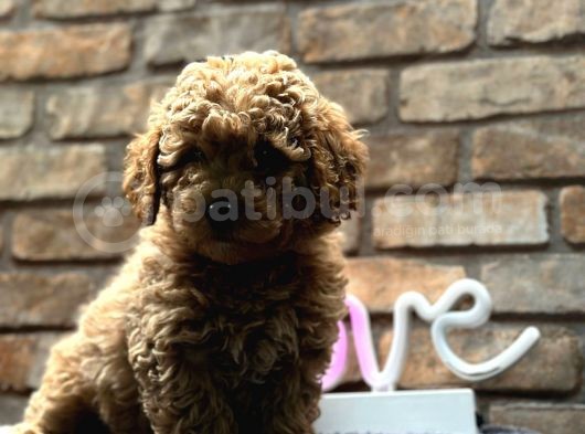 Toy Poodle Erkek
