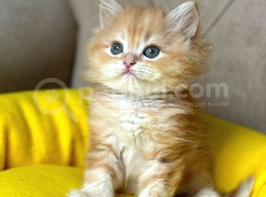 Safkan Longhai̇r Kedi̇leri̇mi̇z görsel