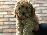 Toy poodle erkek