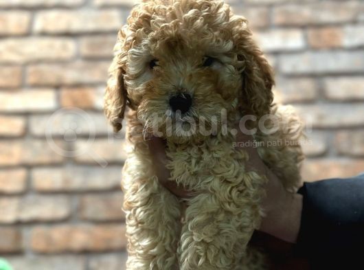 Toy Poodle Erkek