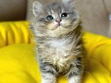 SAFKAN LONGHAİR KEDİLERİMİZ