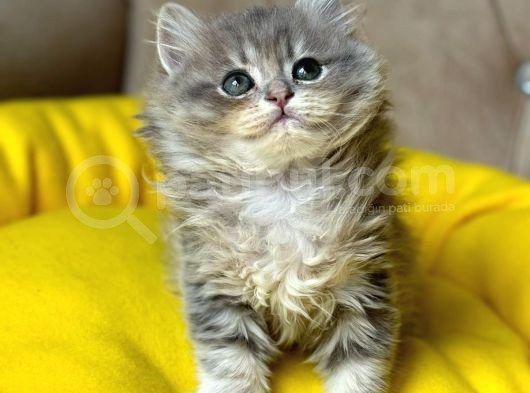 Safkan Longhai̇r Kedi̇leri̇mi̇z