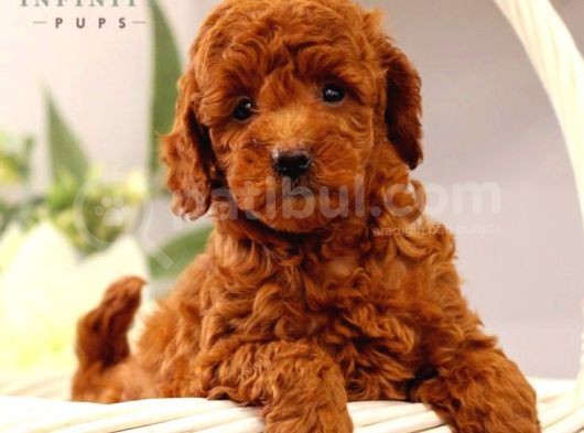 Tooy Poodle Yavrumuz 0 Teacup 