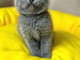 Gri̇ Scottish Fold Kedi̇leri̇mi̇z
