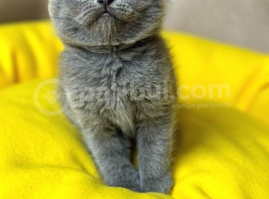 Gri̇ Scottish Fold Kedi̇leri̇mi̇z görsel