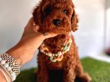 Tüy dökmeyen toy poodle yavrular 