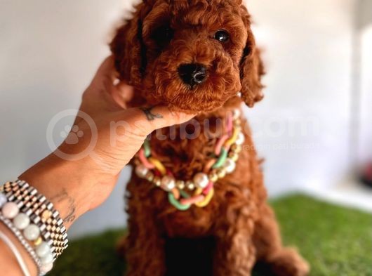 Tüy Dökmeyen Toy Poodle Yavrular 