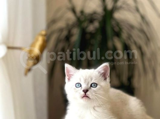 Safkan Bri̇ti̇sh Shorthai̇r Yavrularim görsel