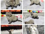 Beyaz Mavi Gözlü Aşiri Tatlı British Shorthair  Yavrular