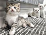 Çok özel nadir bulunan rengte british shorthair yavrular