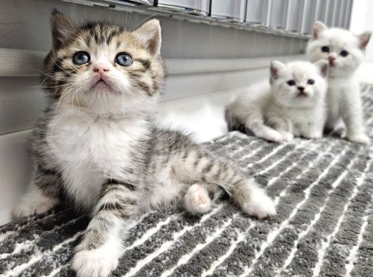 Çok Özel Nadir Bulunan Rengte British Shorthair Yavrular