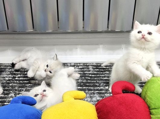 Beyaz Mavi Gözlü Aşiri Tatlı British Shorthair  Yavrular görsel
