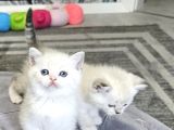 Beyaz Mavi Gözlü Aşiri Tatlı British Shorthair  Yavrular